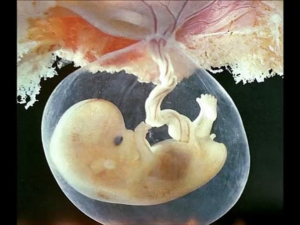 7 Weeks Pregnant, Symptoms at 7 Weeks Pregnant, Pregnancy Week 7 Tips