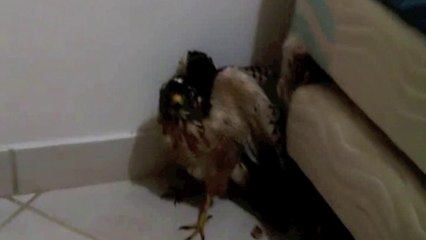 Gavião ocupa quarto em apartamento em Vitória