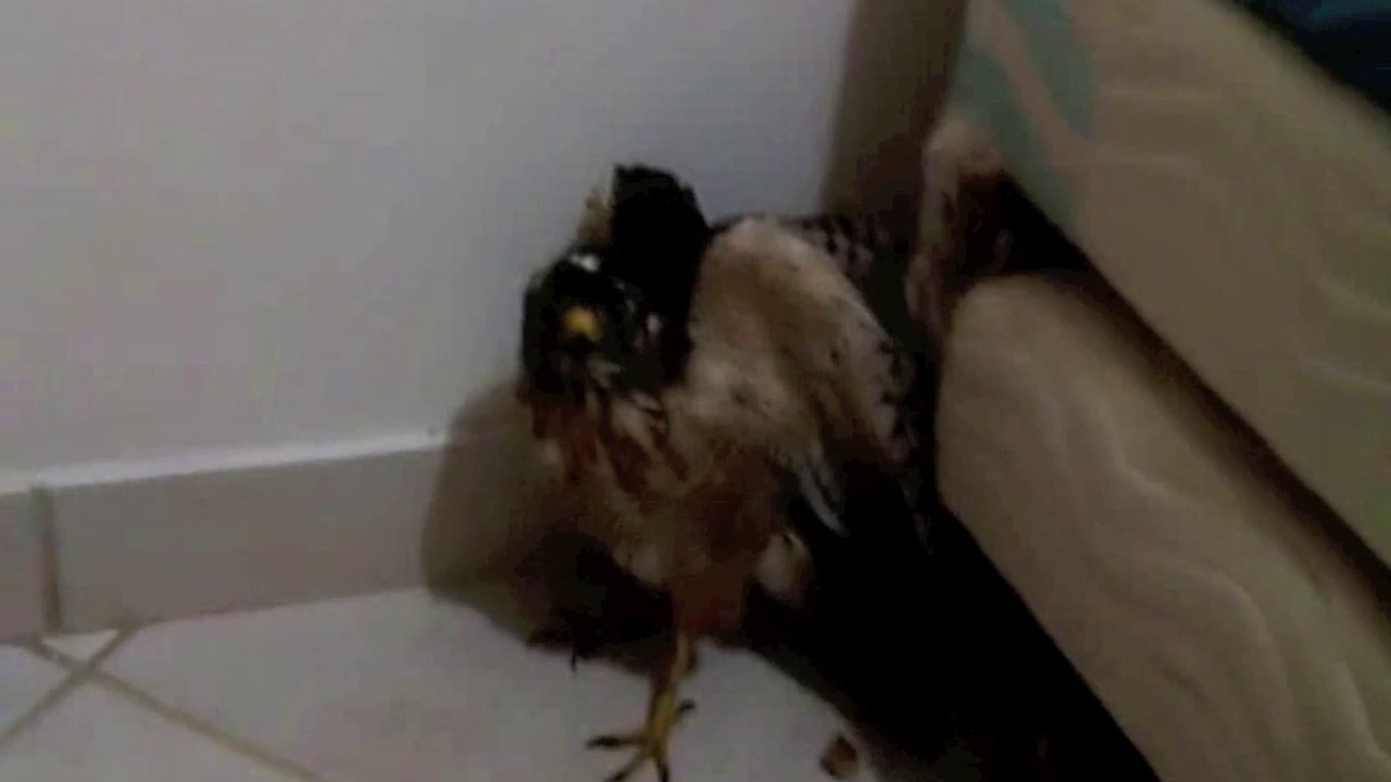 Gavião ocupa quarto em apartamento em Vitória