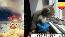 テロ対策で市民が猫ツイート　