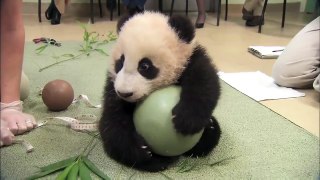 Baby panda playing with ball