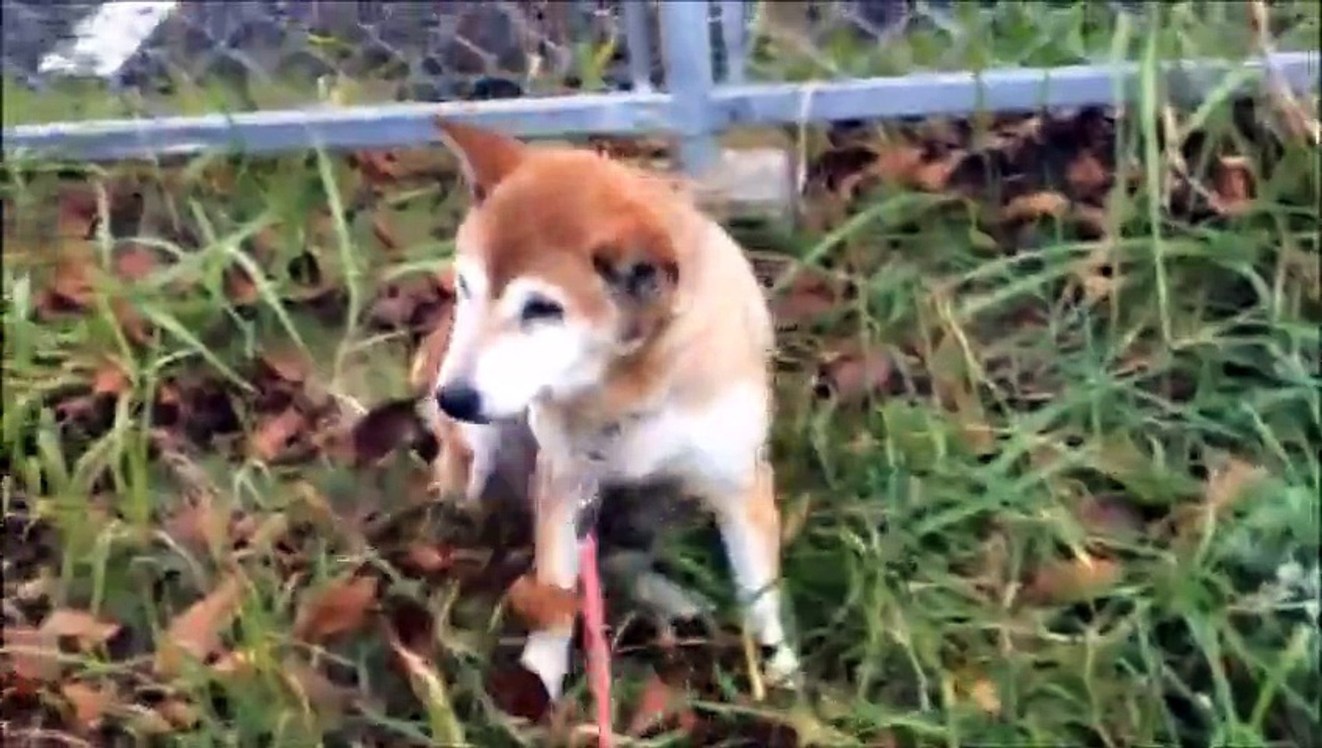 柴犬　もも　うんちのあとに座り込む。。。