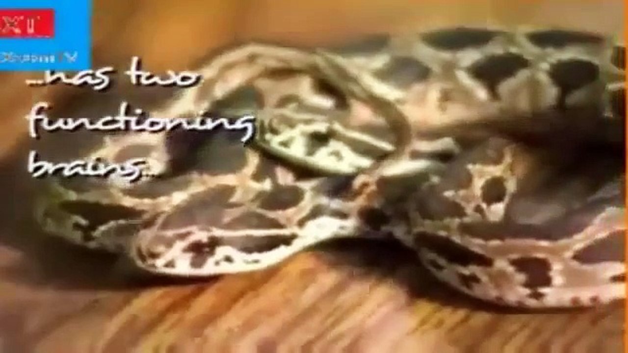 snake