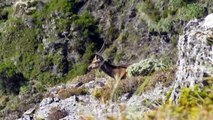 Hunting NZ-Sika deer, boars and ducks