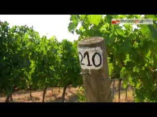 Tg Antenna Sud -  Xylella,  salve le barbatelle