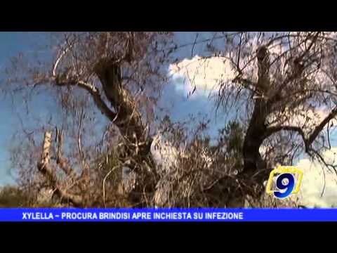 Xylella | Procura di Brindisi apre inchiesta su infezione