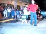 Dog dancing the Merengue ORIGINAL