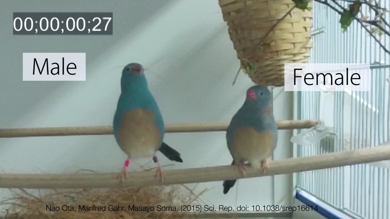 La parade nuptiale d'un oiseau en slow-motion