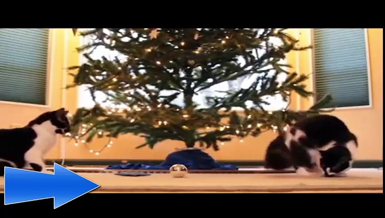 Funny Videos Prank