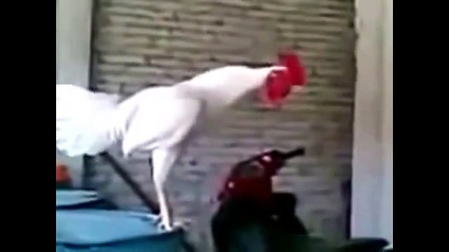 Улыбнись Эти забавные животные