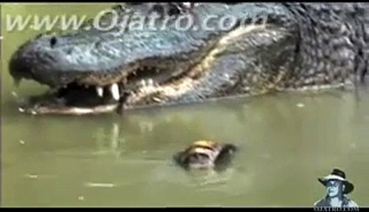 Python vs Alligator 01 -- Real Fight -- Python attacks Alligator