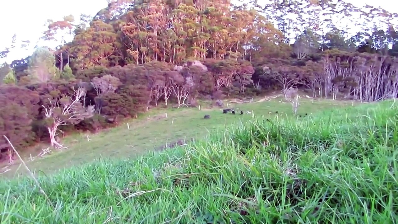 Wild Boar Galore! .243 Shoulder Shot