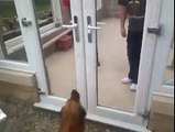 Un chien refuse de passer à travers une porte sans vitres