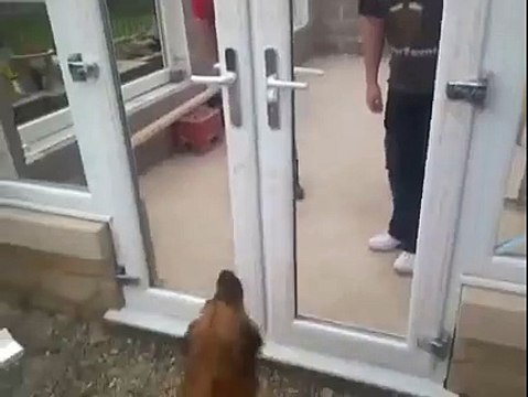 Un chien refuse de passer à travers une porte sans vitres