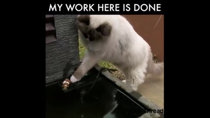 Download Video: Un chat sauve un petit poisson échoué... Trop mignon