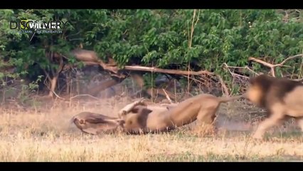 Lion vs Buffalo Real Fighting ► Shap LionsTV Channel