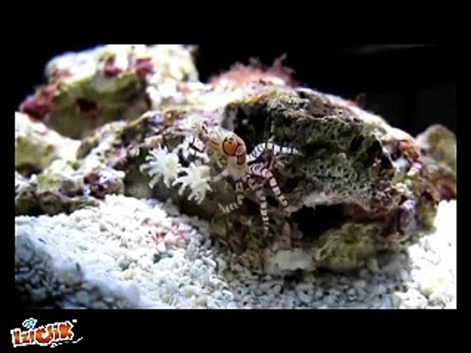 ML8 Créatures étranges