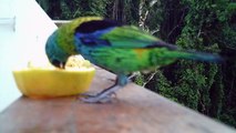 Birdwatching, Praia do Matarazzo, Ubatuba, SP, Brasil, 24 de 11 de 2015, (17)