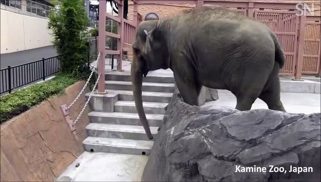 Слон, который смог