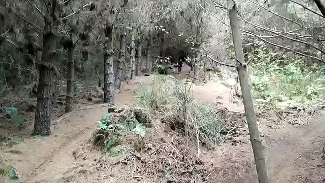 Лесные гонки
