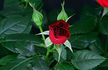 Blooming red rose