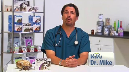 How To Remove a Tick from your Dog or Cat