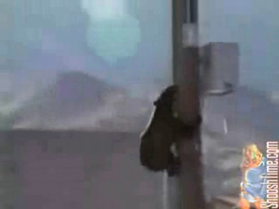 Funny Clips Bear Shocked