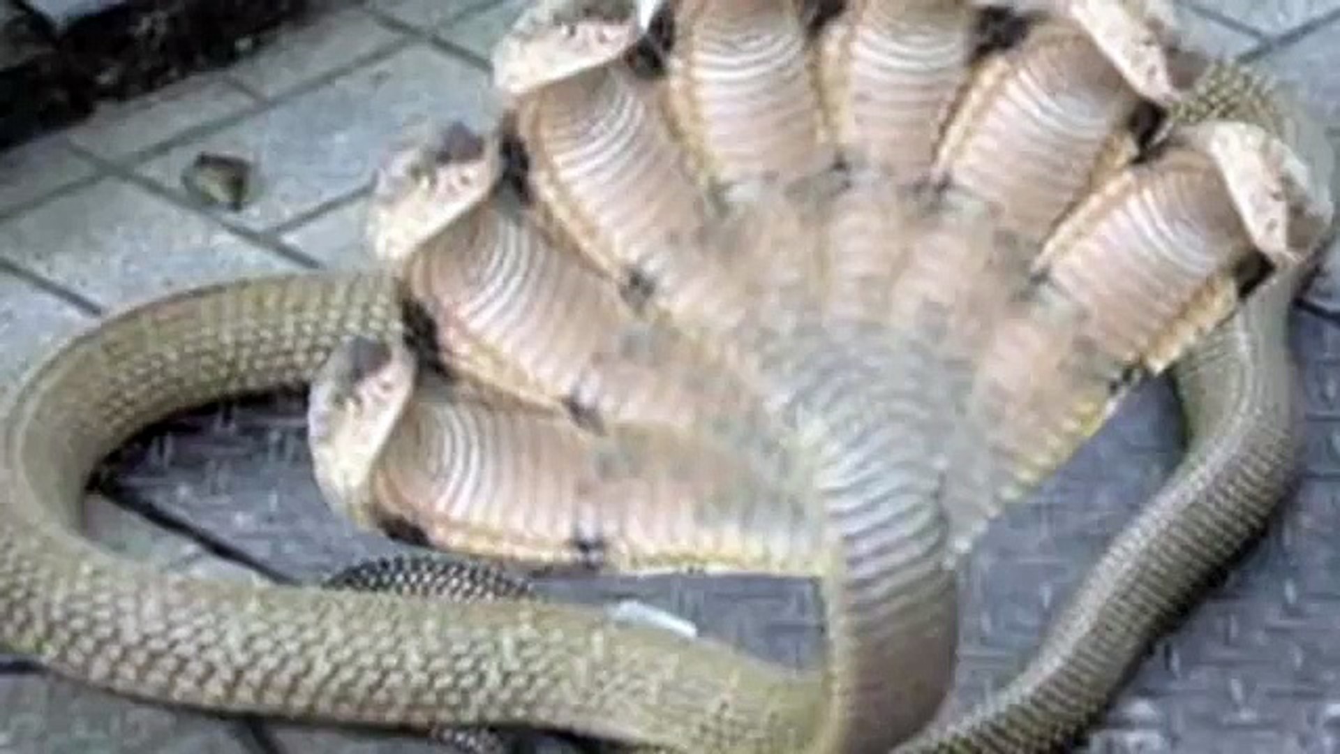 People in India were shocked to discover an extremely unusual 