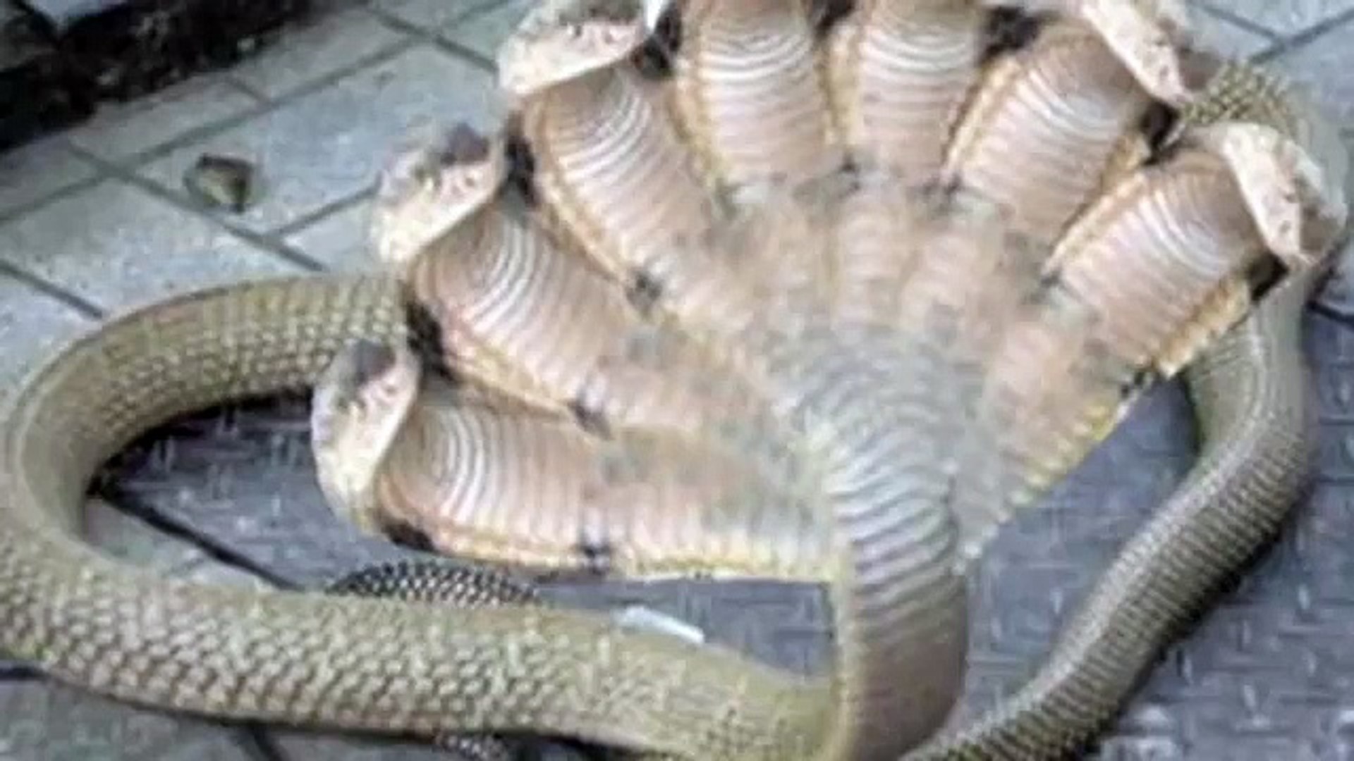 Cobra With Two Heads | lovehawaiivillas.com