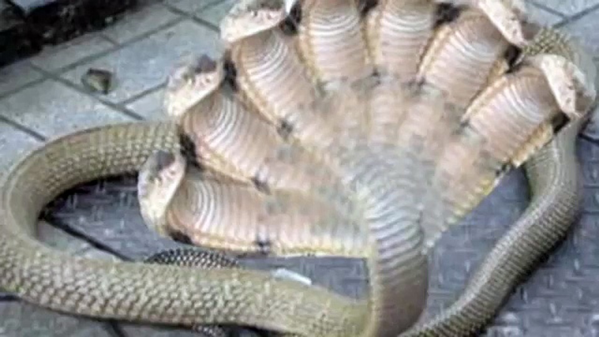 Ten Headed Cobra