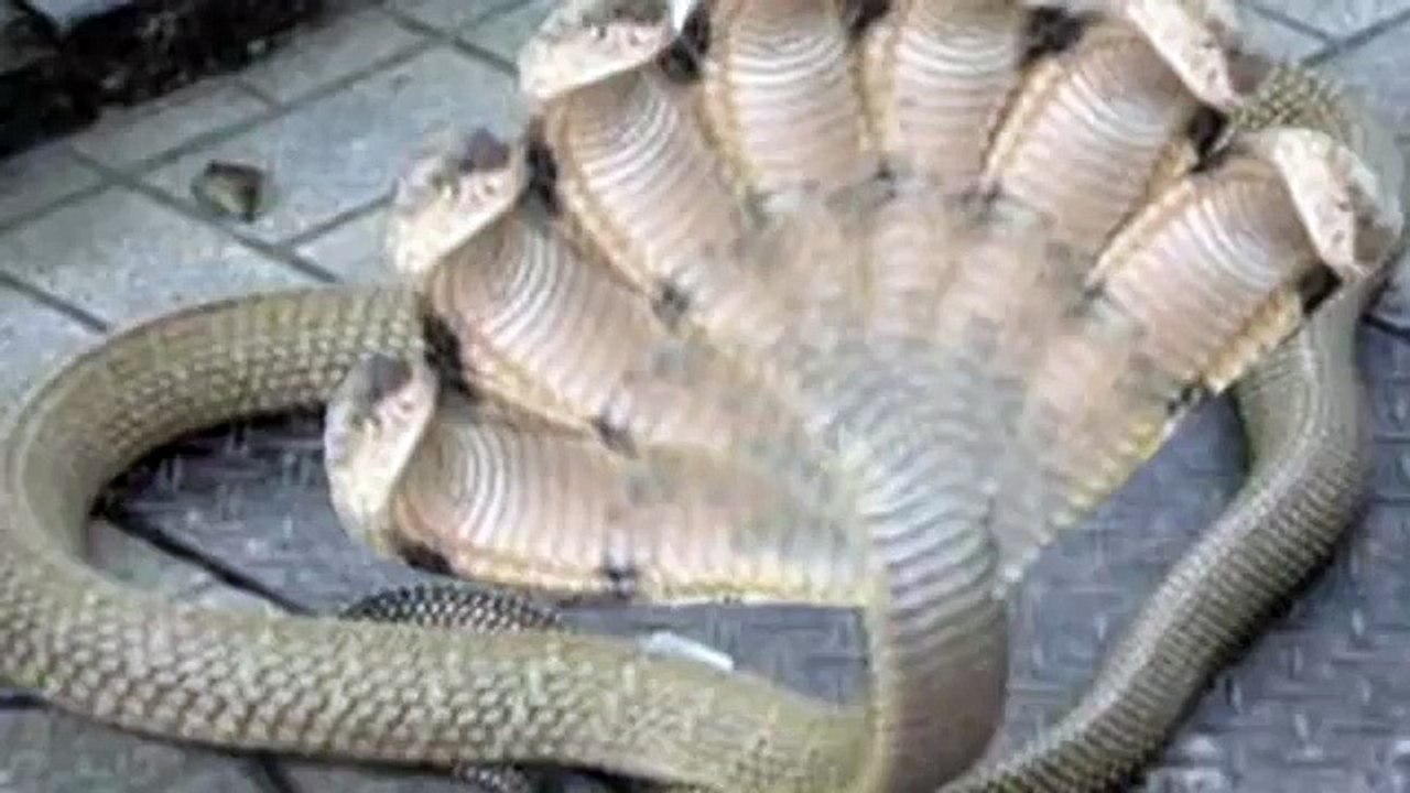 Amazing 7  Headed  Snake