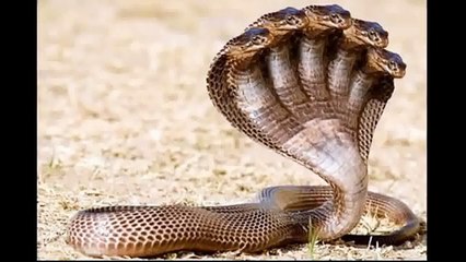 The Proof of Five Headed