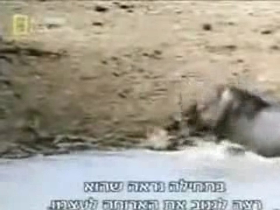 Hippopotame tentant de sauver un impala