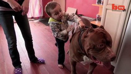 Meet 'Hulk'_ The Giant 175lb Family Pit Bull