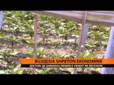 Bujqësia shpëton ekonominë - Top Channel Albania - News - Lajme