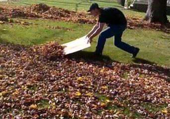 Cardboard Beats Rake for Efficiently Clearing Leaves