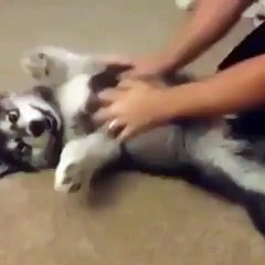 A very happy puppy gets belly rubs...