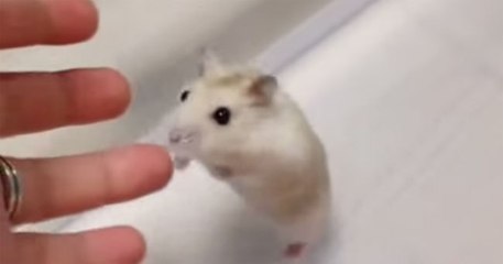 This hamster clearly loves his owner...