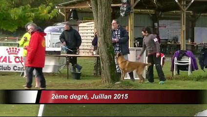 Fantasia de la Sylbrillaume, Agility 2, Juillan 2015