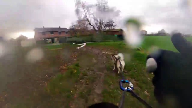 Cani-cross à Flines les Raches 2015