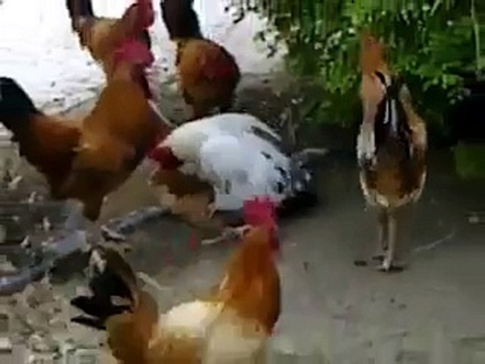 Pháp luật giờ ở đâu