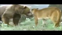 Wild Animal Attacks | Big Battle Animals Real Fight