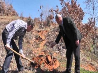 AKSIONI NE DIBER MAQELLARE,NIS MBJELLJA E PEMEVE PER 200 HEKTARET E DEMTUAR LAJM