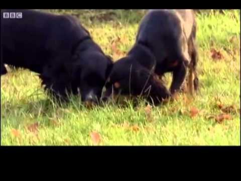 AFERSIA E QENIT ME NJERIUN SIPAS NJE STUDIMI MUND TE GJENDEN KURA EDHE PER NJEREZIT LAJM