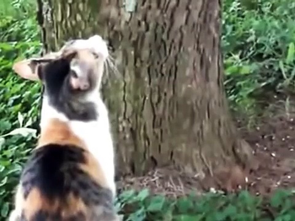 Funny Cats Compilation - The Best Cat Vine Compilation 2015 - Ultimate Cat Vines Compilation 2015