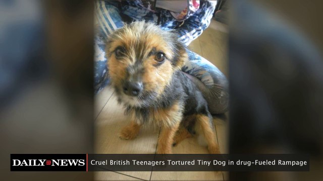 British Teens Tortures Tiny Dog