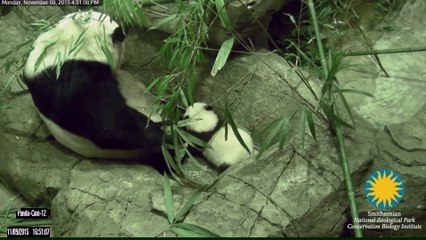 Un bébé panda fait ses premiers pas