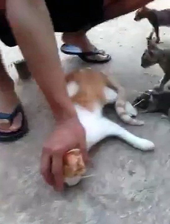 cat nd mouse race