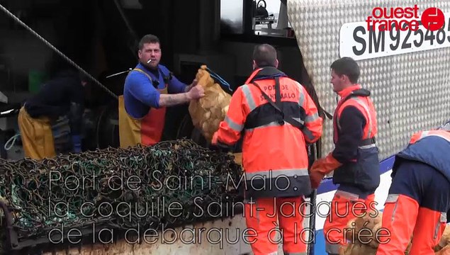 Port de pêche de Saint-Malo: la coquille Saint-Jacques