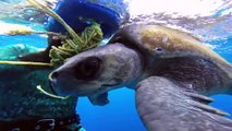 Diver  Saves Sea Turtle